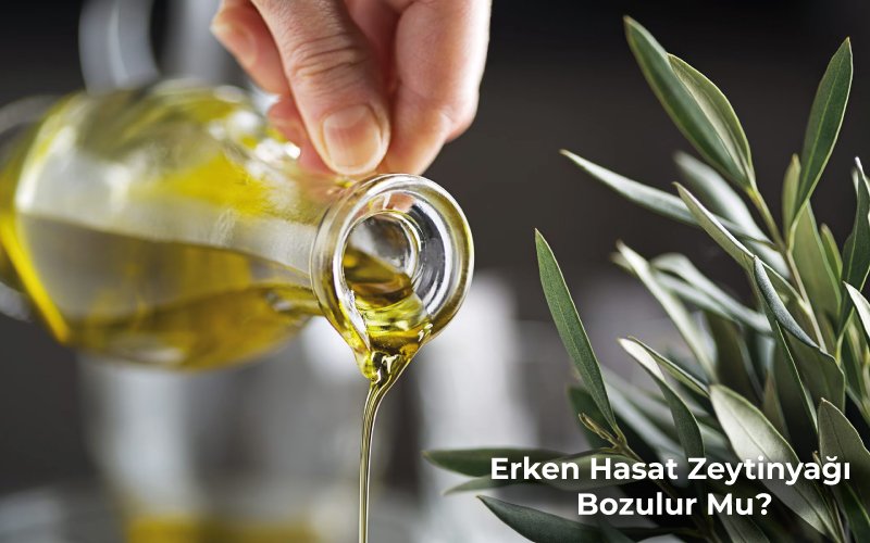 Erken Hasat Zeytinyağı Bozulur Mu